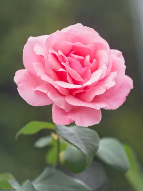 Flower gifts