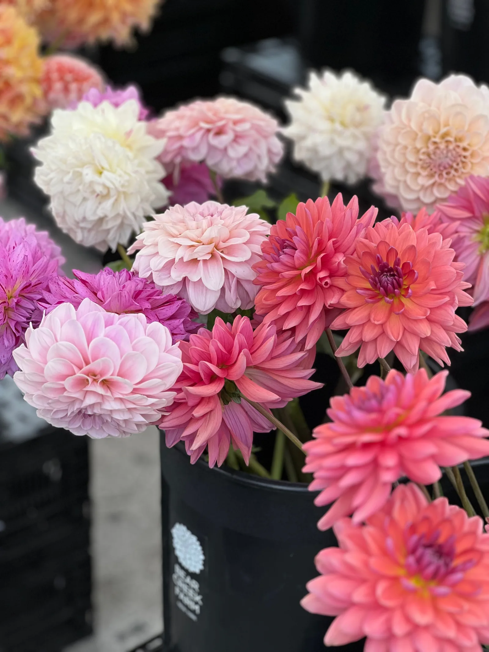 Coral Dahlia flowers