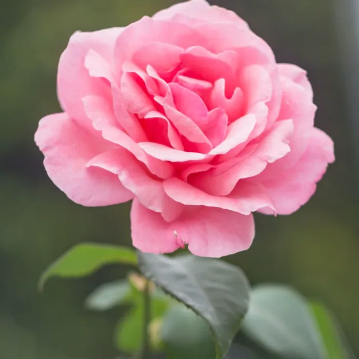 Weekly flower subscription