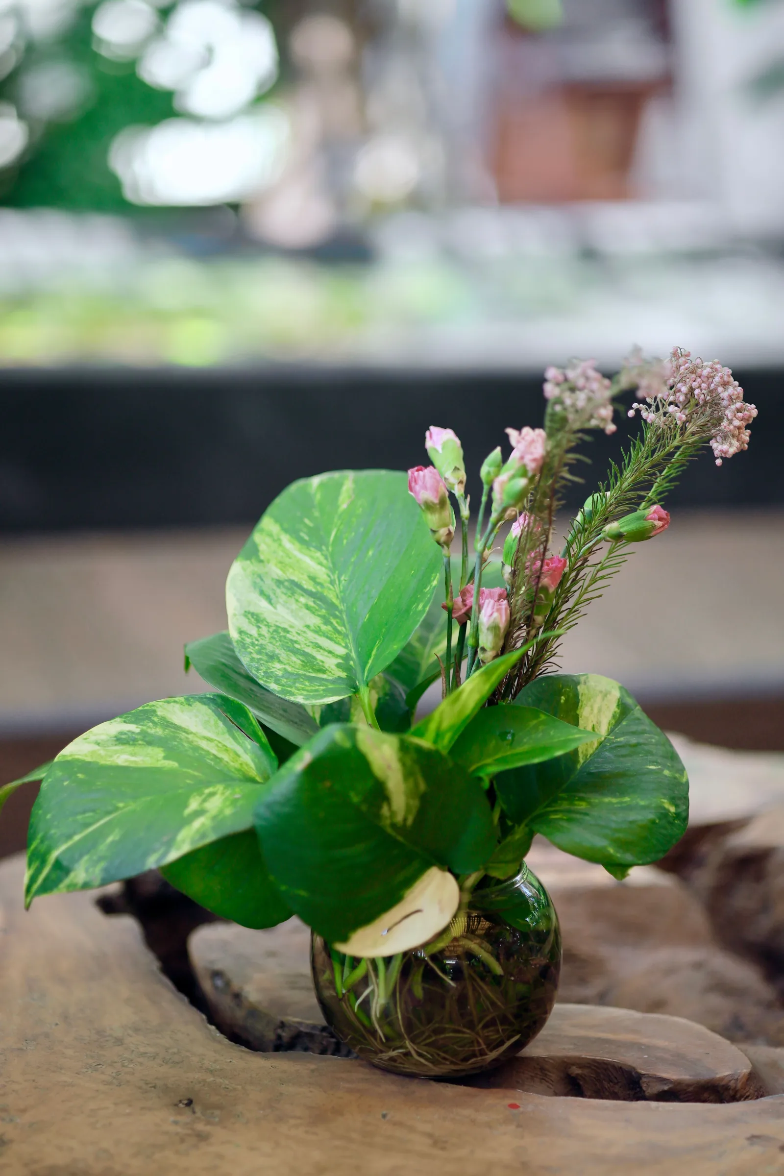 Golden Pothos flowers