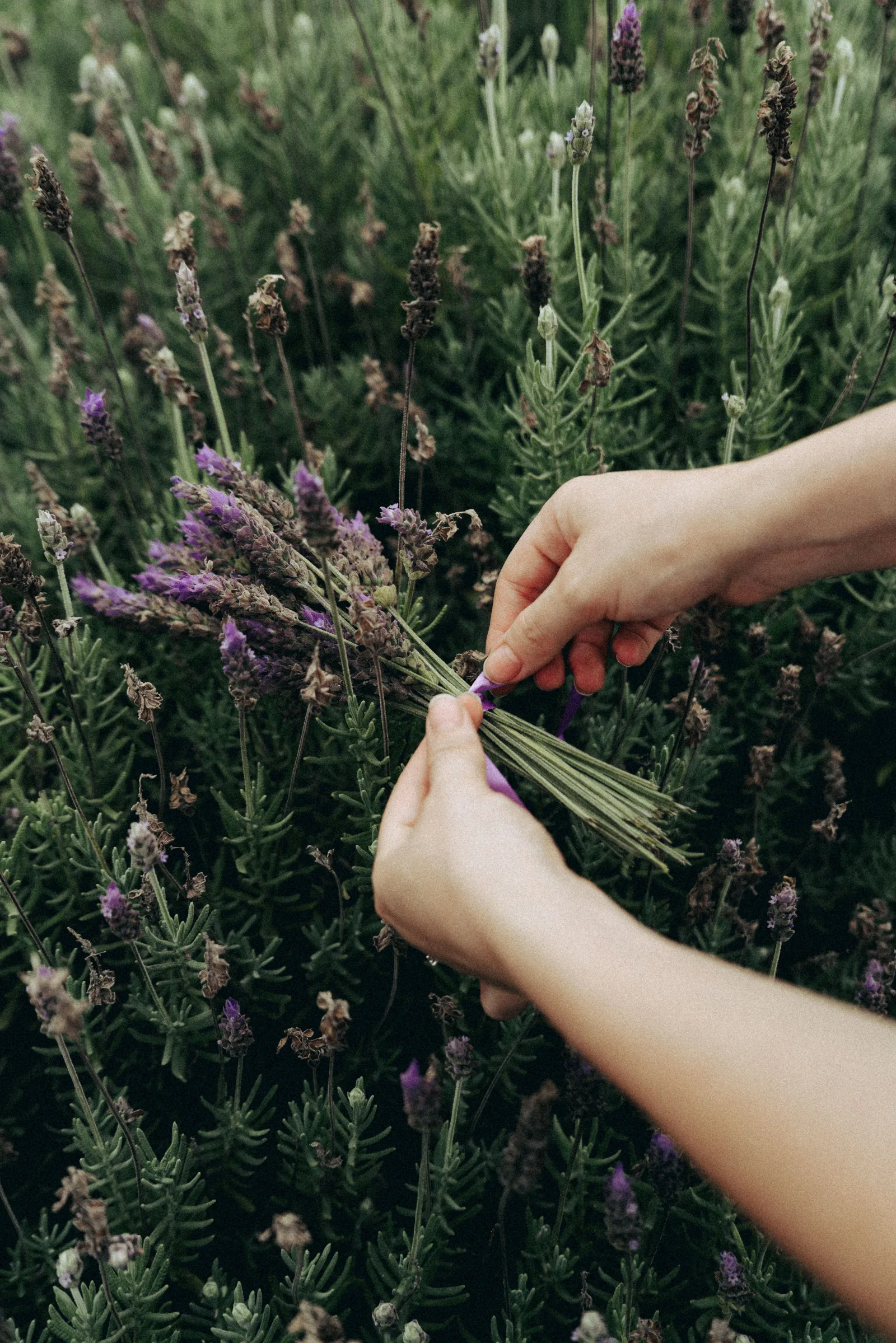 Lavender Field flowers