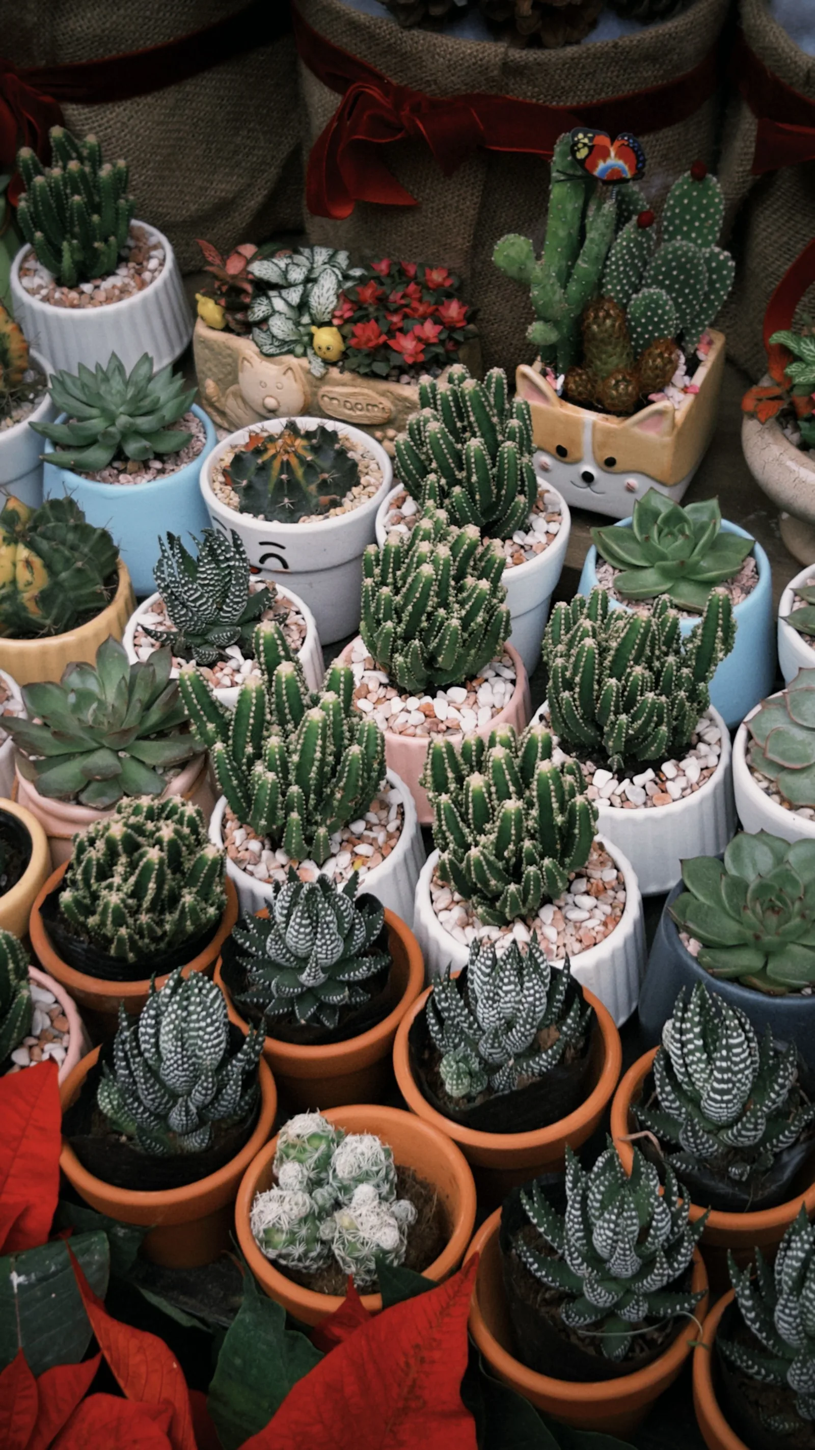 Mini Succulent Trio flowers