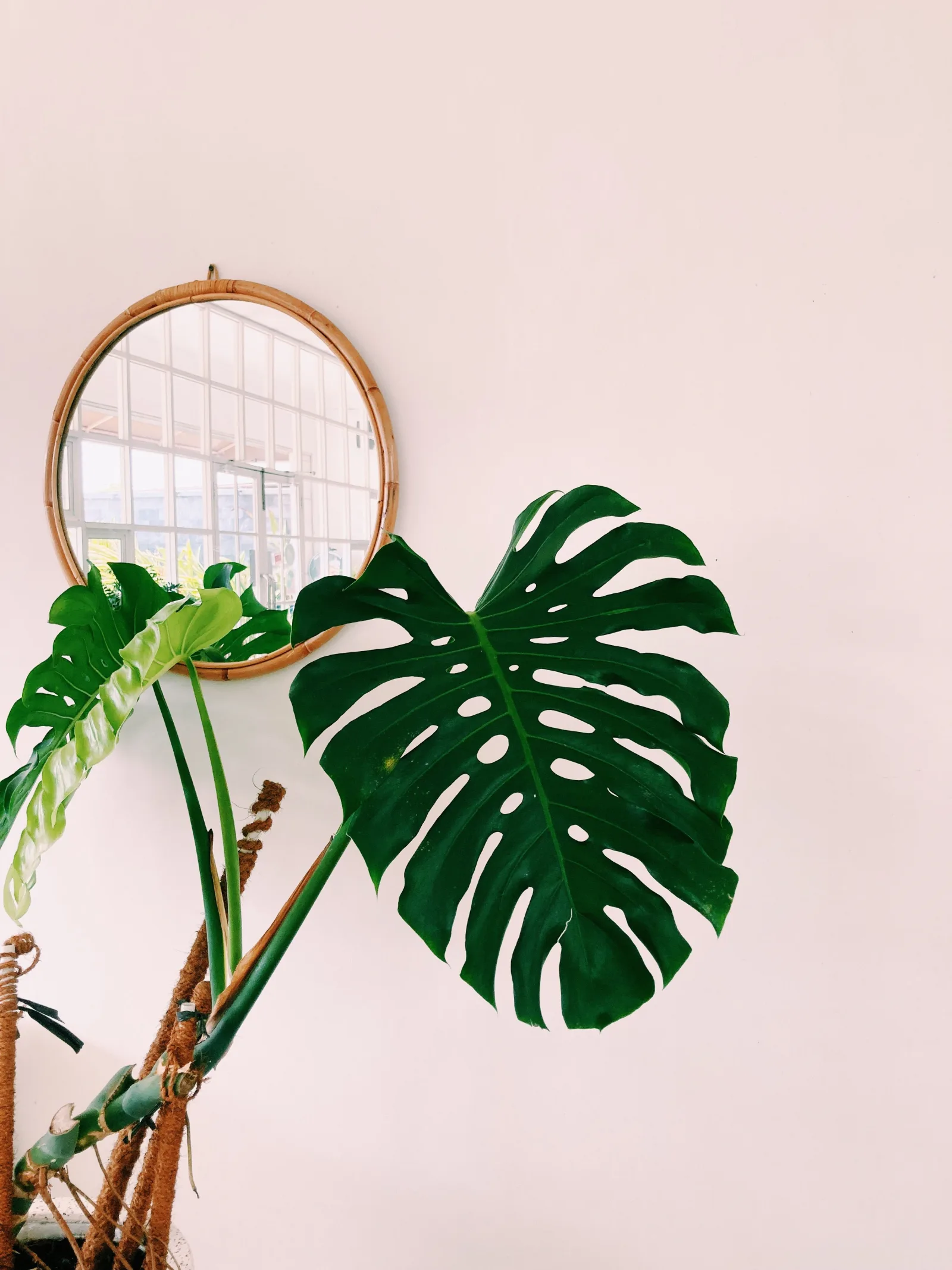 Monstera Deliciosa flowers