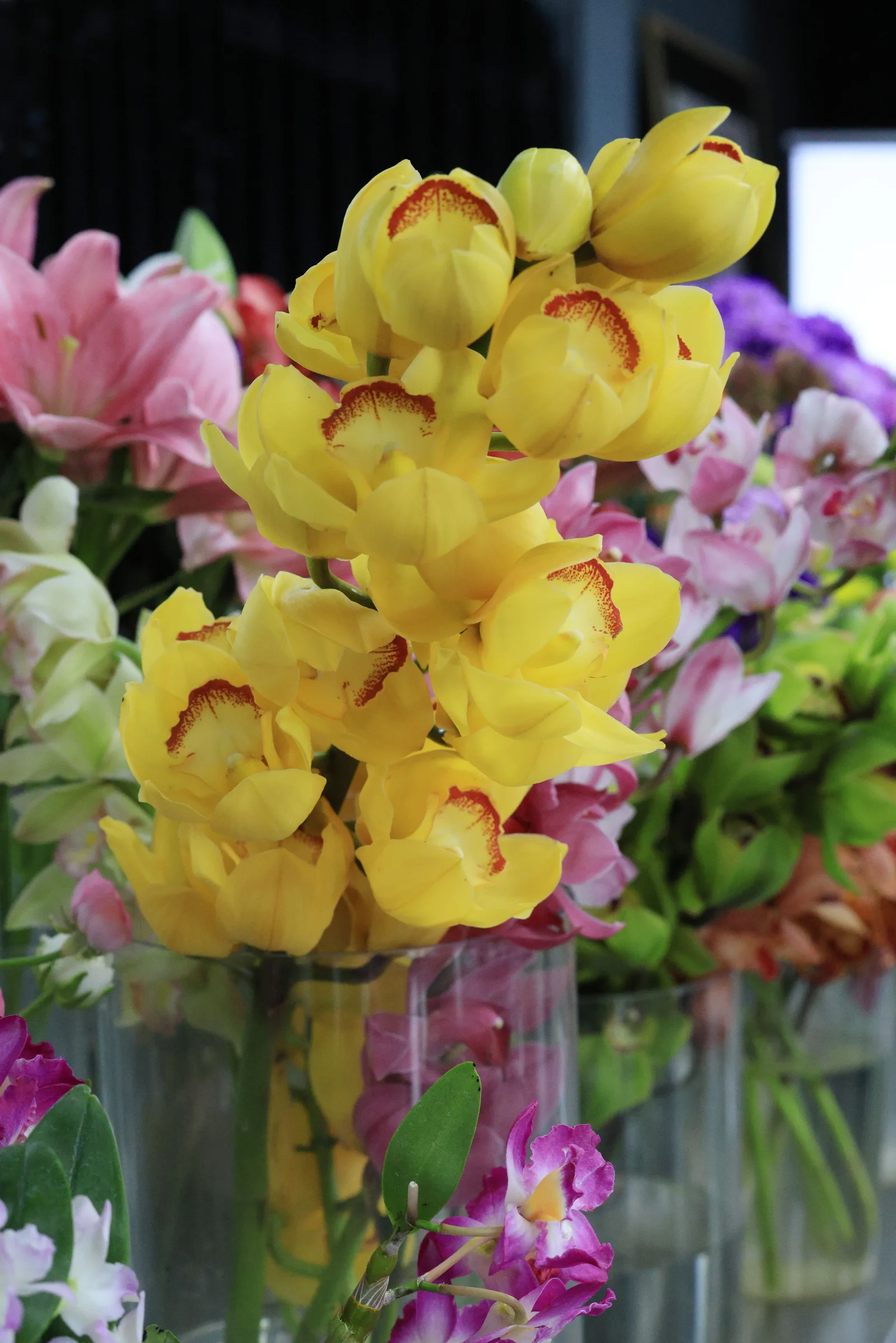 Orchid Elegance flowers