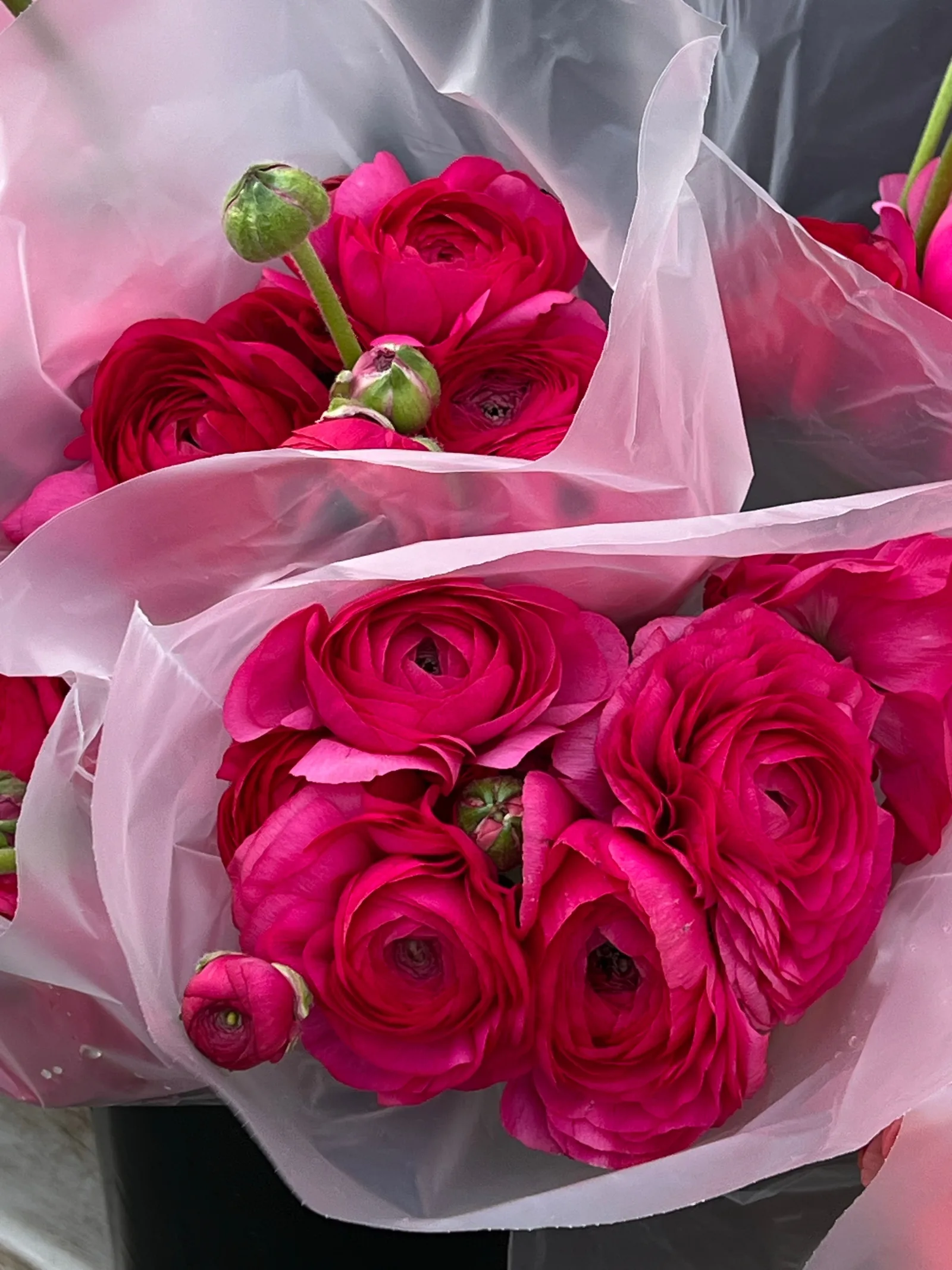 Pink Ranunculus flowers