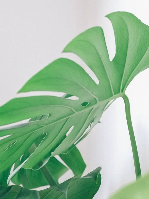 Plants