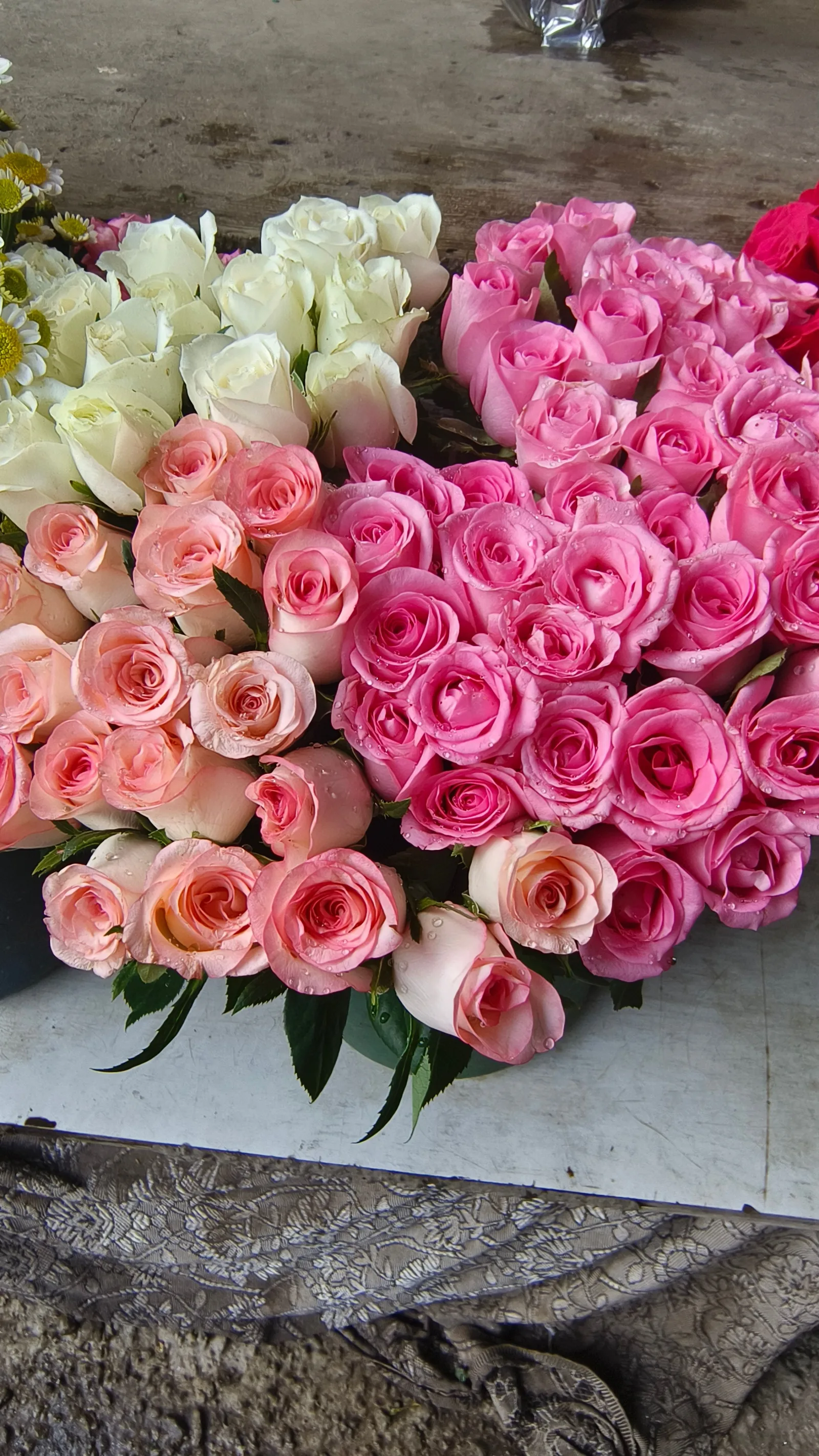 Rosy Garden flowers