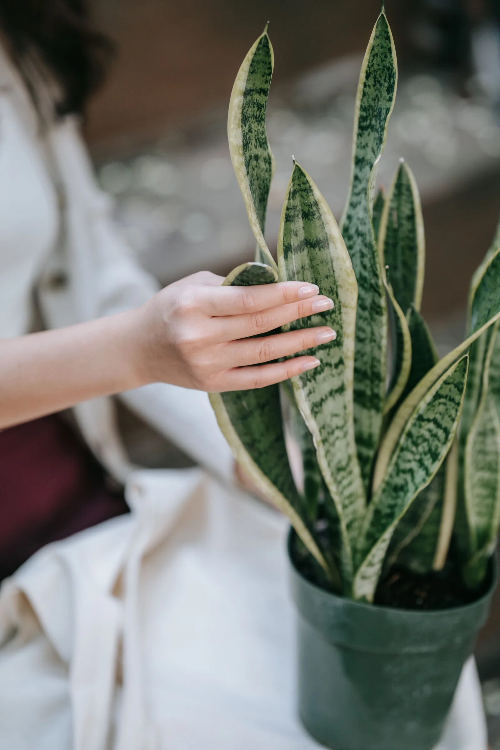 Snake Plant flowers