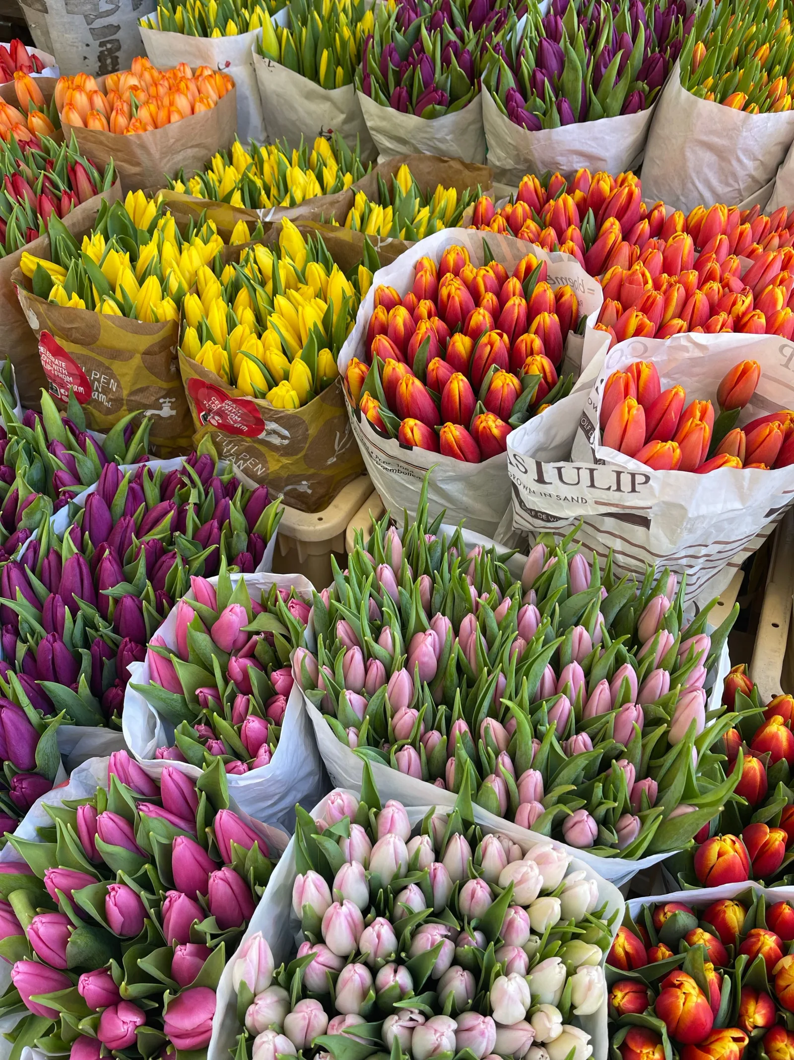Spring Tulips flowers