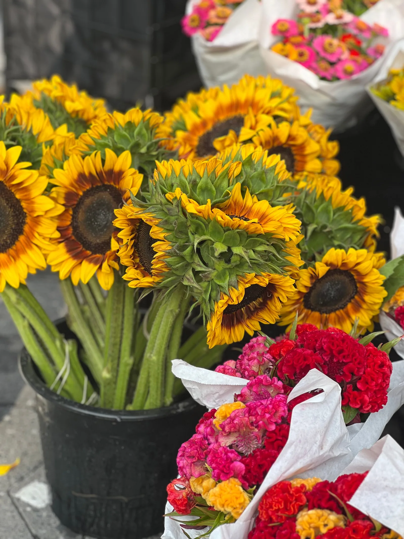 Sunflower Burst flowers